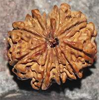 10 mukhi 50- 25x20x17